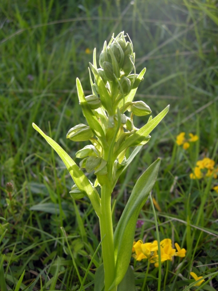 Coeloglossum viride